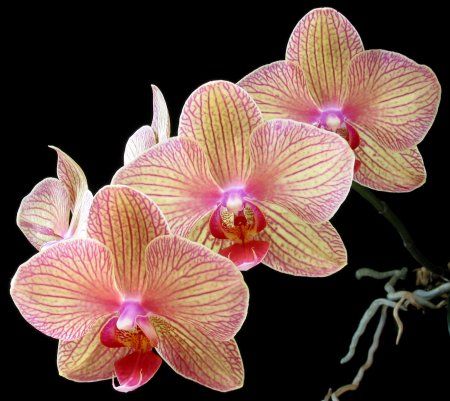 orchid_image_phal_baldans_kaleidoscope.jpg